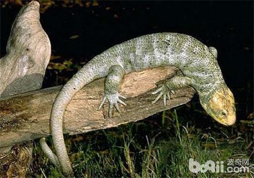 刺背鳄蜥的种类简介