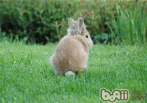 春季宠物兔保护应知