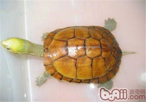 黄喉拟水龟稚龟豢养技巧