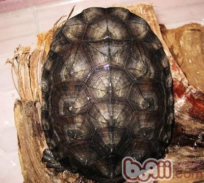 参瞅龟保护之南美渔龟