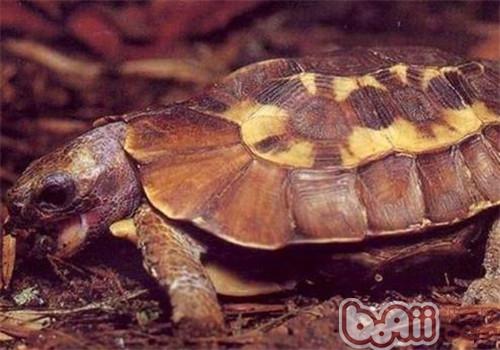 荷叶陆龟的种类简介