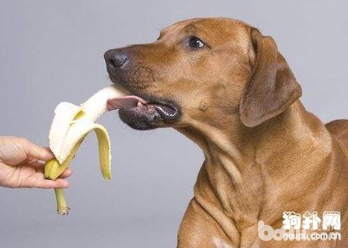 狗狗吃香蕉，狗狗可没有不妨吃香蕉？