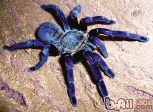 “金属蓝”蜘蛛的风俗特性