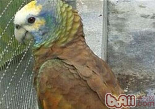 圣文生亚马逊鹦鹉对于生计情况的央求