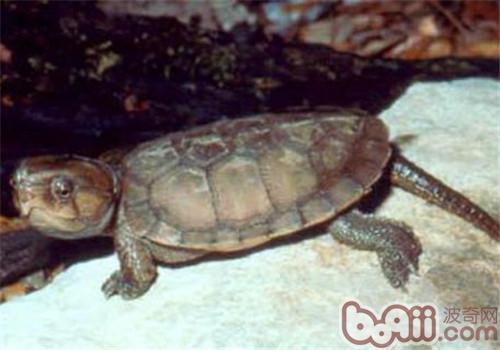 缅甸平胸龟的种类简介