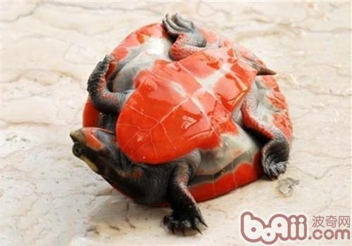 红腹短颈龟的形态特性