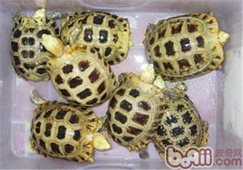 缅甸陆龟的形态特性