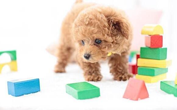 怎么样经过宝物应用来给狗狗自治玩具？