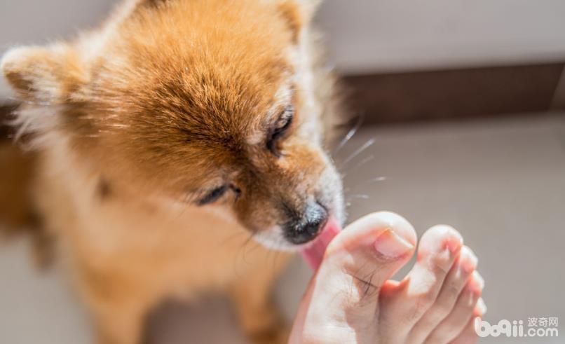 狗狗喜好舔脚的缘故是什么？