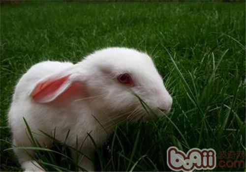 夏季豢养小白兔的注重事项