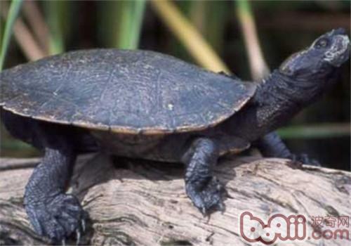 澳北盔甲龟的保护常识