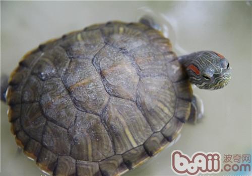 巴西红耳龟的形态特性