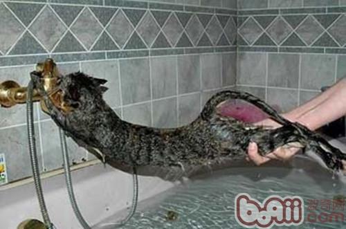给猫咪沐浴的方法及提议