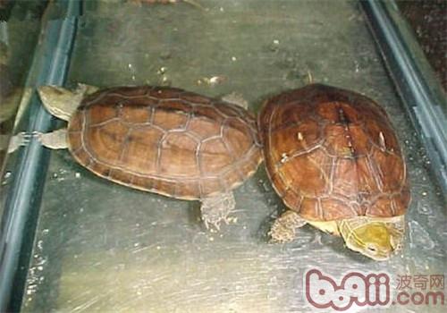 腊戌拟水龟的豢养重心