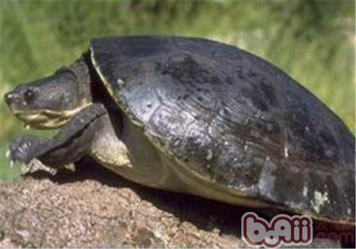 澳北盔甲龟的形态特性