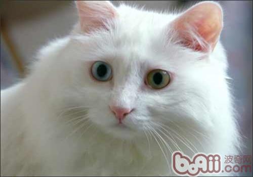土耳其安哥拉猫的形态特性