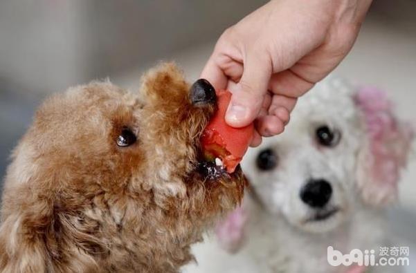 练习狗狗养成杰出饮食习气的方式有哪些？
