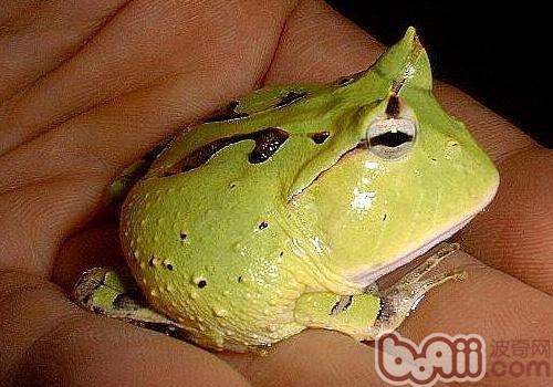 钟角蛙的种类简介