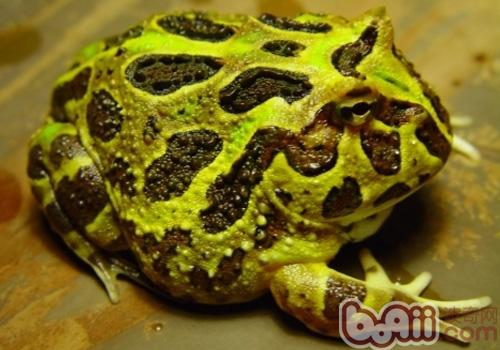 南美角蛙的保护常识
