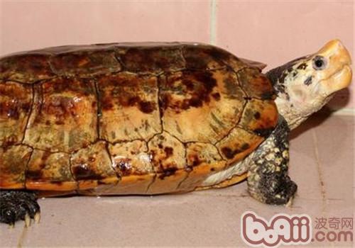 苏拉威西白头龟的种类简介