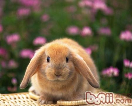 你了解垂耳兔的寿命有多长吗？