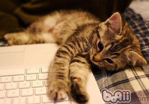 猫咪何以那么爱键盘