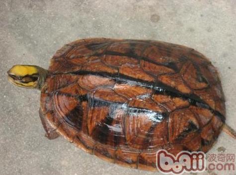 三线关壳龟的保护常识