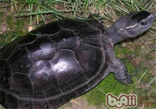 黑颈黑龟的看护重心