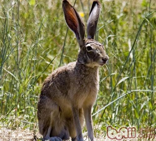 天下最特殊的兔子——琉球兔