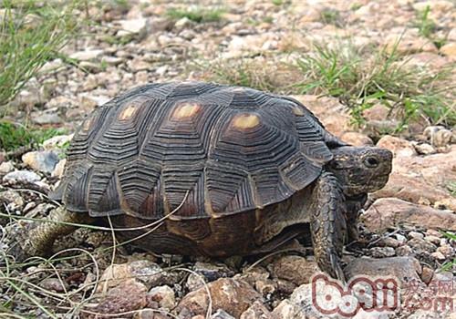 德州地鼠龟的种类简介