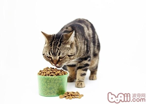 关于猫咪有益的食物有哪些