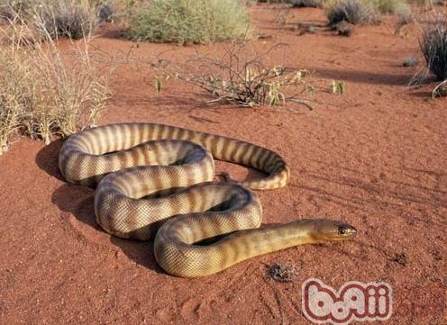 澳洲金刚刚蛇的保护央求