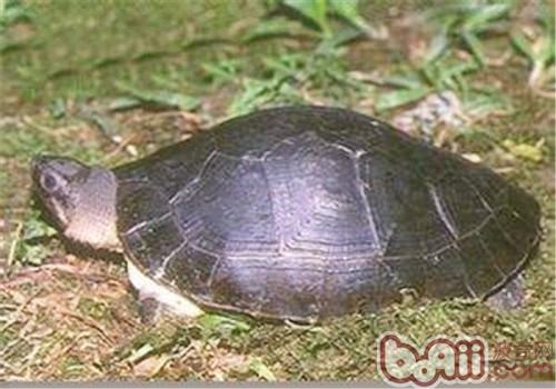 参瞅龟保护之马来西亚巨龟