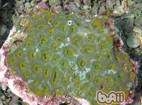 猫眼珊瑚的种类引见