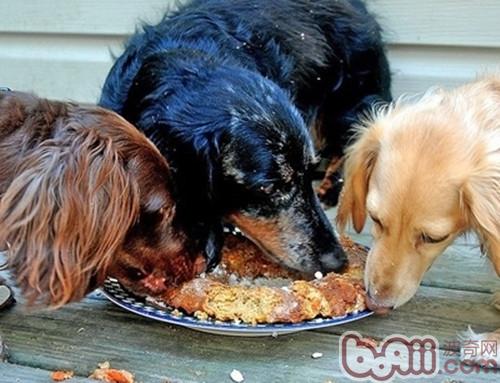 狗狗肠胃消食的特性引见