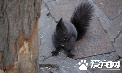 怎样样练习魔王松鼠 精确的练习时间才有最好效验