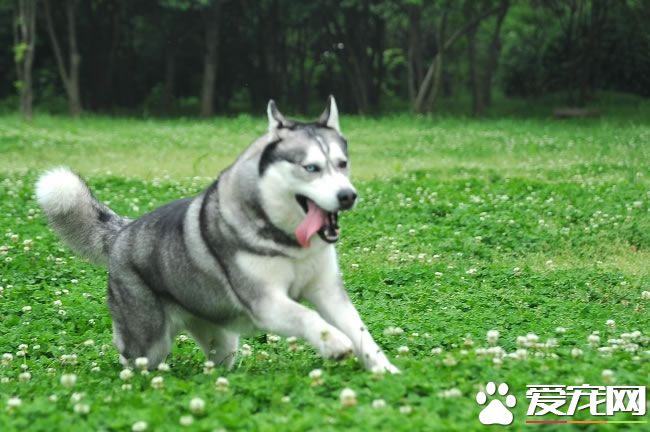 哈士奇幼犬怎样练习 1岁前是哈士奇练习的黄金时代