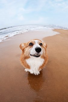 阿拉斯加雪橇犬吃人吃的肉类不妨吗？煮过的