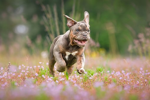 阿拉斯加犬忌讳的食物有哪些