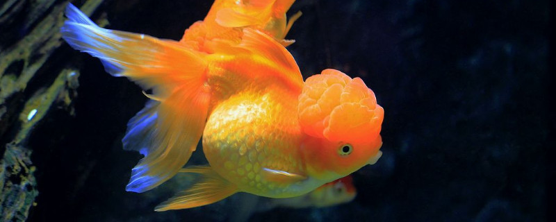 金鱼缺氧的展现，处理金鱼缺氧的方式