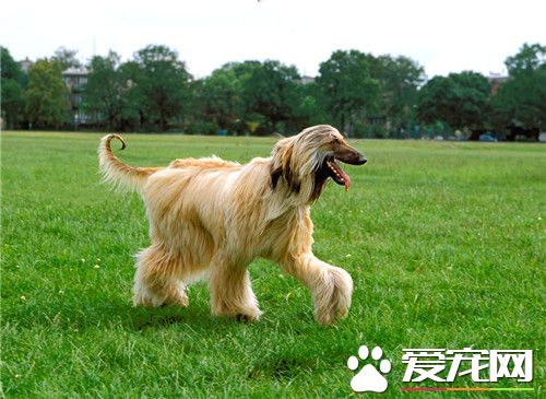 阿富汗猎犬熟习方式 熟习时间没有要胜过十五分钟