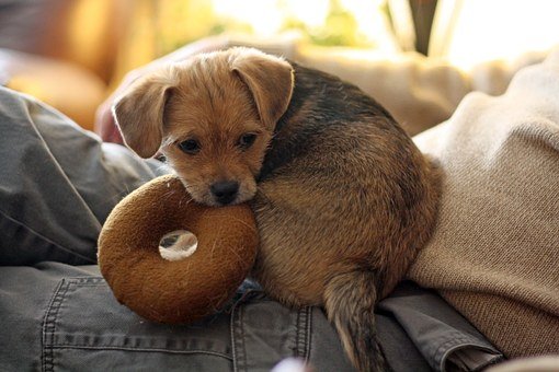 阿拉斯加雪橇犬幼犬不让闭笼子怎样办