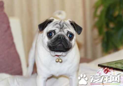 怎样样练习巴哥犬 没有答应它干的事时便要处罚它