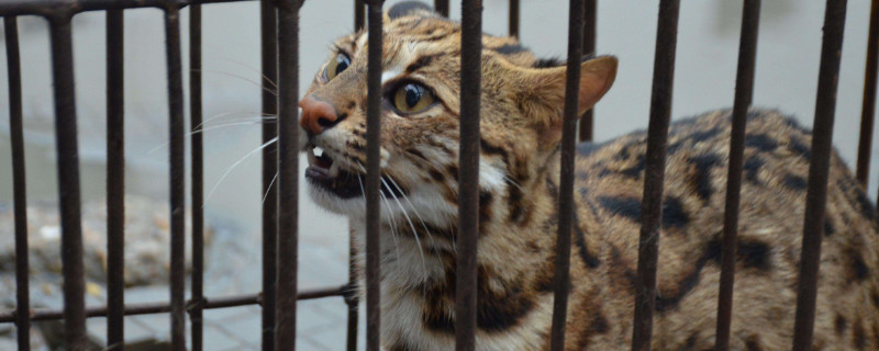 豹猫不吃猫粮怎样办，豹猫挑食的处理方式