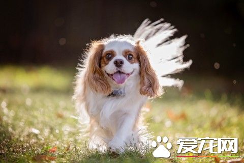 查理士王小猎犬练习 采取严酷指责的办法练习