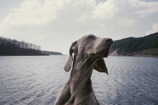 阿拉斯加犬怕冷么？