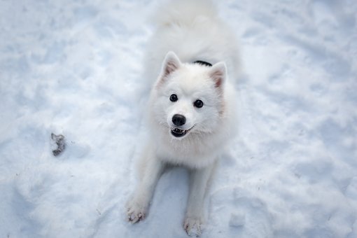 阿拉斯加雪橇犬喂米饭它能吃吗？