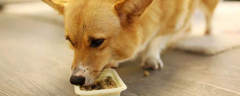 幼犬用饭太快怎样更正