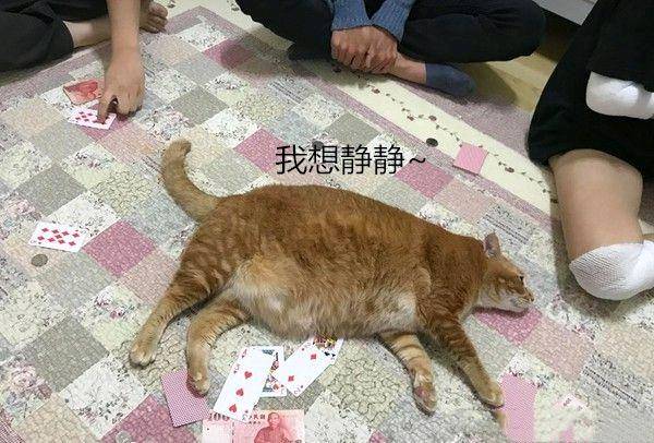 女子抱了10分钟橘猫 双腿便受了“沉伤” 拍下照片让人向往