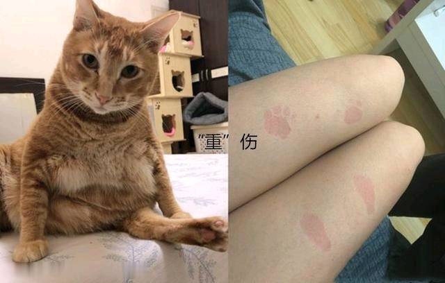 女子抱了10分钟橘猫 双腿便受了“沉伤” 拍下照片让人向往